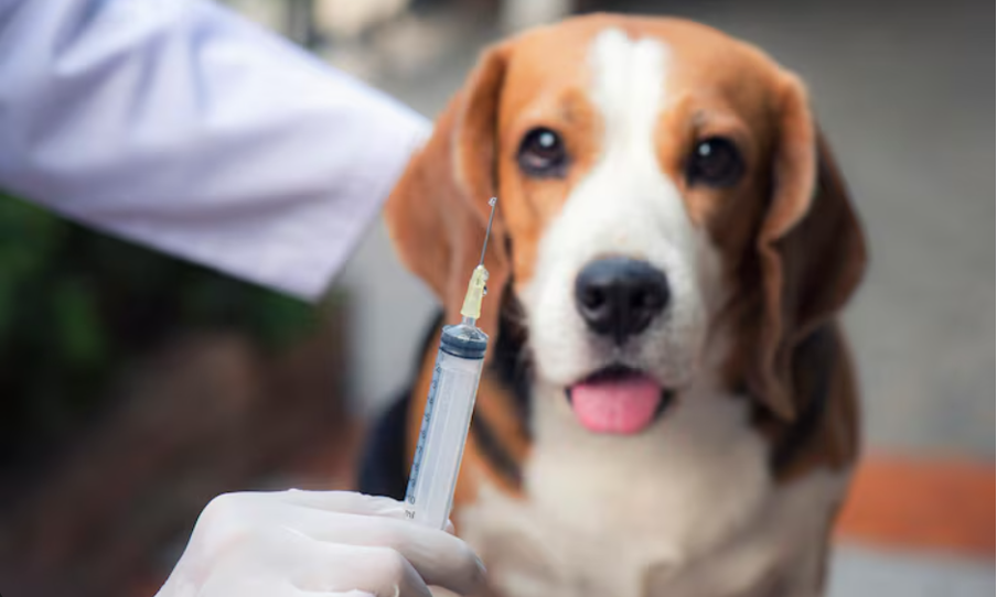 How Animal Vaccinations Ensure Long-Term Wellness and Vitality in Pets